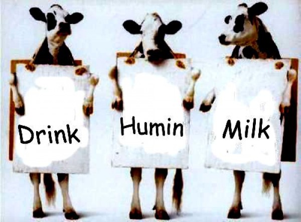 Vacas producen “leche materna”
