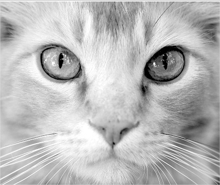 Toxoplasmosis: ¿Hay que deshacerse del gato?